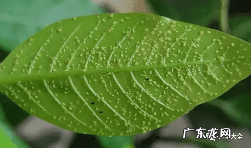 风水上虫行 什么治虫子