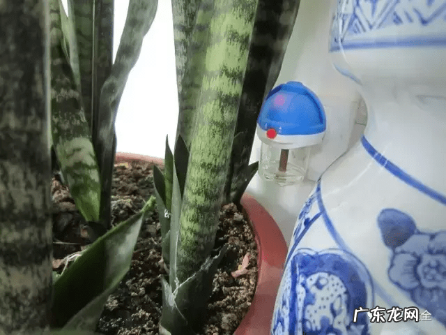 风水上虫行 什么治虫子