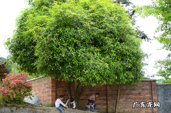 家里种桂圆树吉利吗 家里种桂花风水好不好