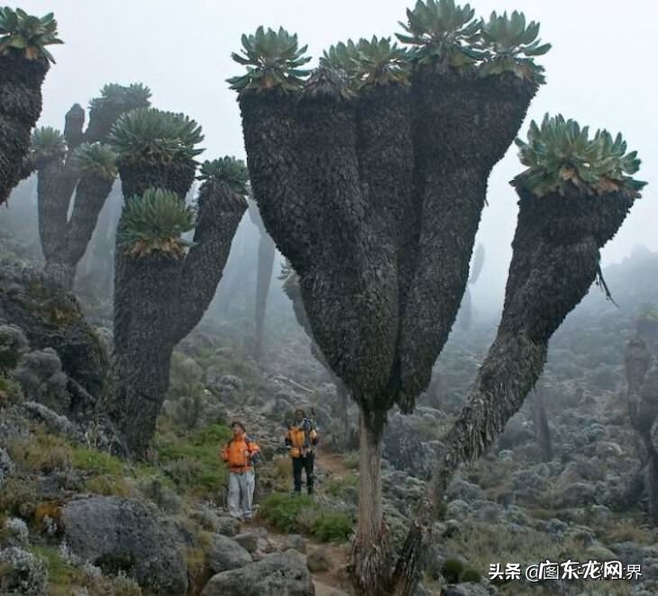 奇迹之地在线观看 奇迹之地