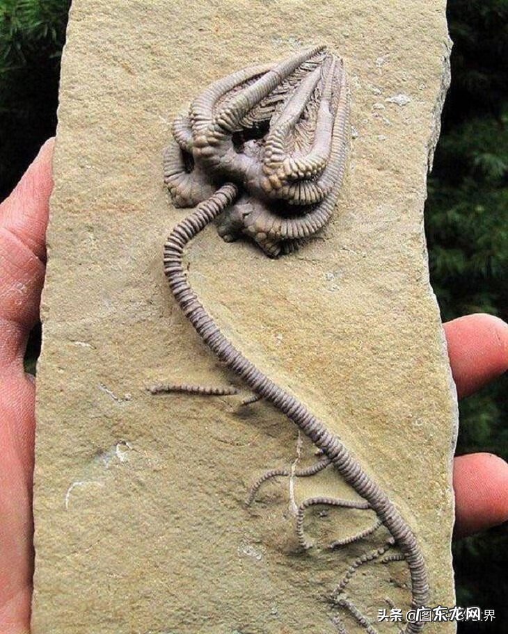 奇迹之地在线观看 奇迹之地