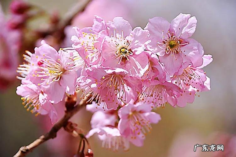 八重寒绯樱 寒绯樱林樱花