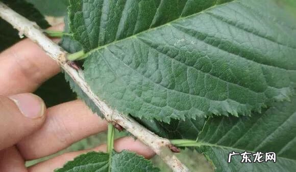 八重寒绯樱 寒绯樱林樱花