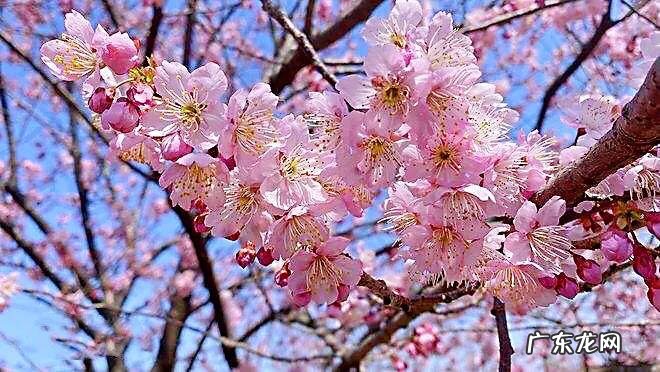 八重寒绯樱 寒绯樱林樱花