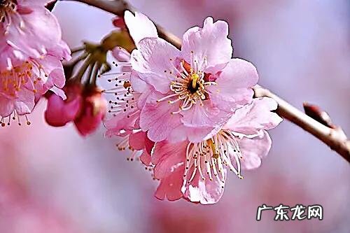 八重寒绯樱 寒绯樱林樱花