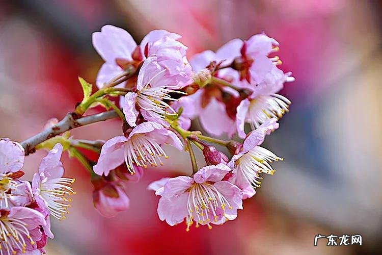 八重寒绯樱 寒绯樱林樱花