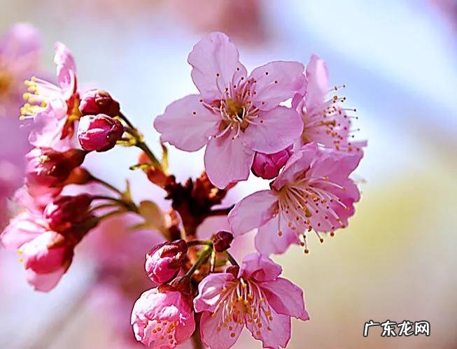 八重寒绯樱 寒绯樱林樱花