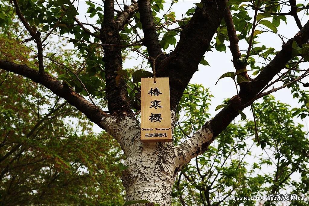 八重寒绯樱 寒绯樱林樱花