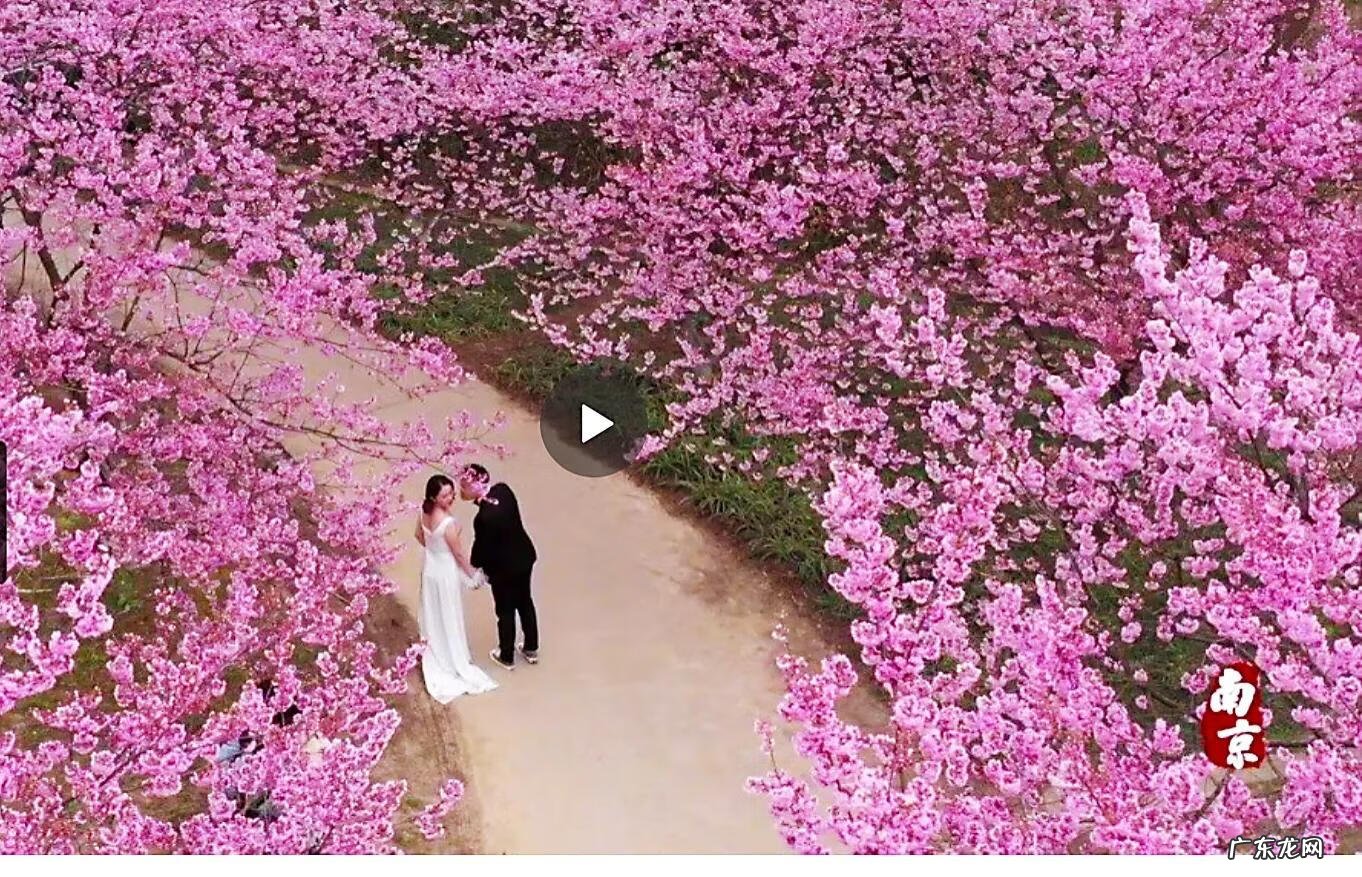 八重寒绯樱 寒绯樱林樱花