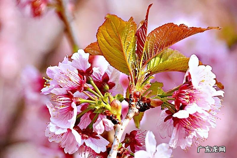 八重寒绯樱 寒绯樱林樱花