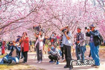 八重寒绯樱 寒绯樱林樱花