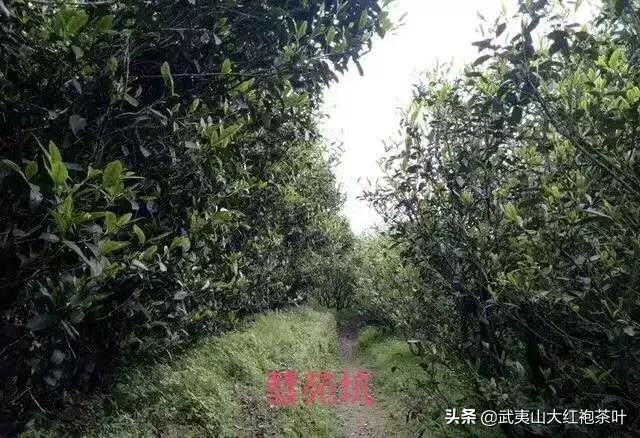 武夷山脉地图 武夷山地图全图