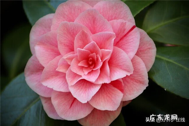 茶花树风水问题 一棵茶花树的风水作用