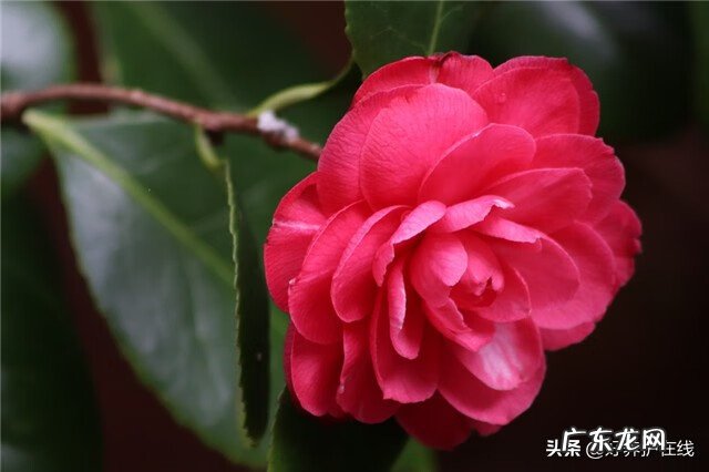 茶花树风水问题 一棵茶花树的风水作用