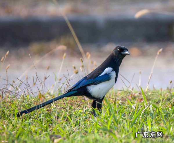 喜鹊代表什么 喜鹊是什么象征