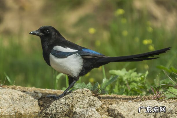 喜鹊代表什么 喜鹊是什么象征