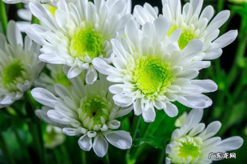 咏菊最好的诗句陶渊明 描写菊花的诗句有哪些