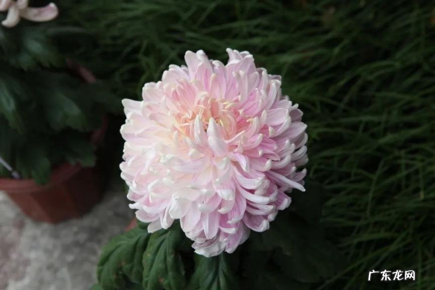 咏菊最好的诗句陶渊明 描写菊花的诗句有哪些