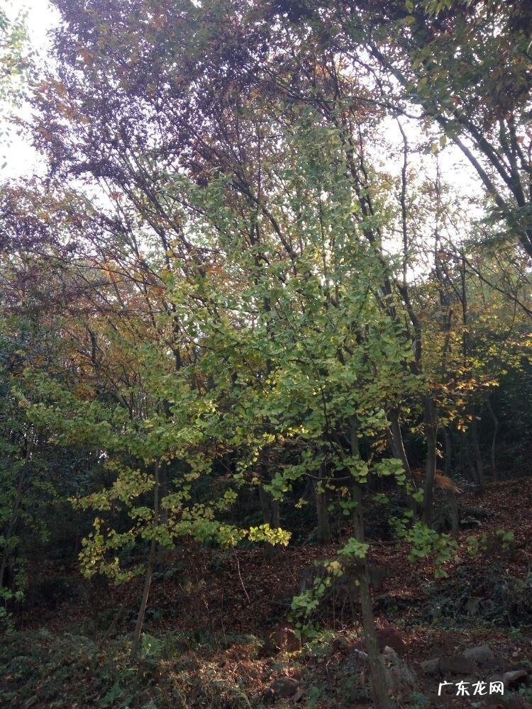 新津老君山风景区 新津老君山的地势风水如何