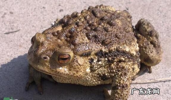 锝怎么读 钪怎么读