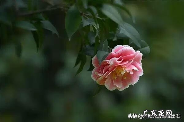 芍药风水口诀图解