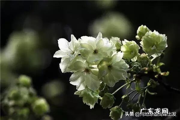 芍药风水口诀图解