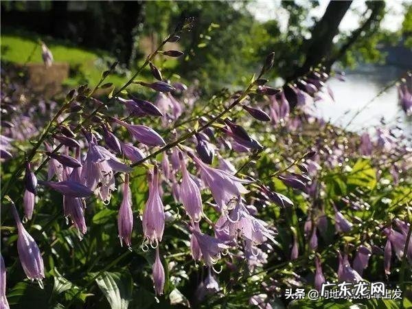 芍药风水口诀图解