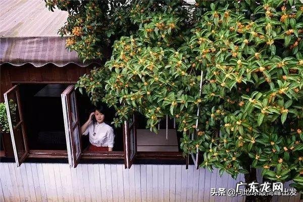 芍药风水口诀图解