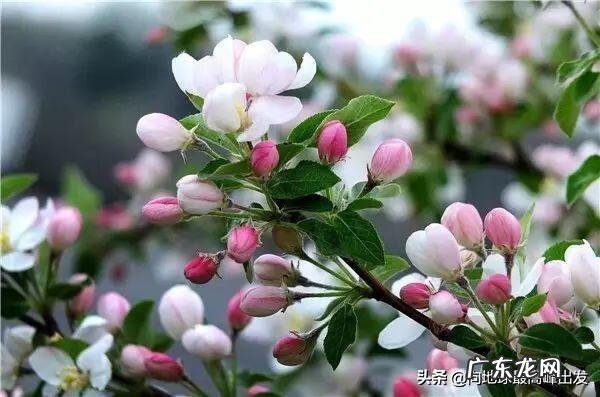 芍药风水口诀图解