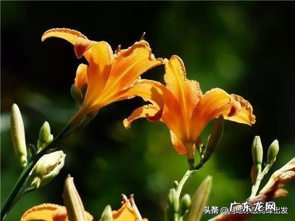 芍药风水口诀图解