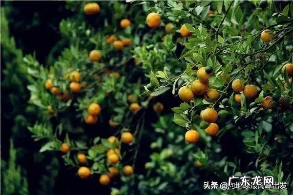 芍药风水口诀图解