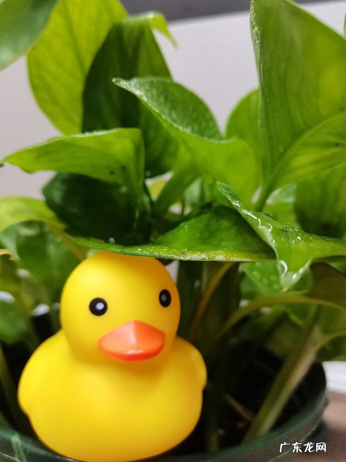 永久关闭花呗怎么关闭 花呗怎么关闭使用