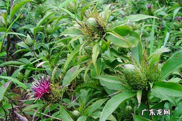 白术的功效和作用 白术的功效与作用