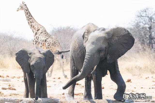 白色英语 白色的英文名