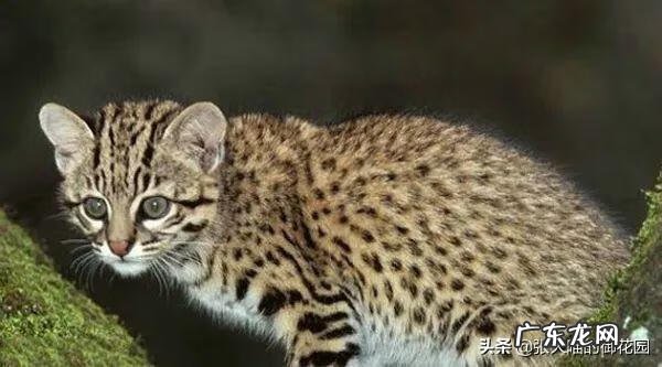 超萌小猫 迷你猫咪