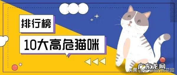 超萌小猫 迷你猫咪