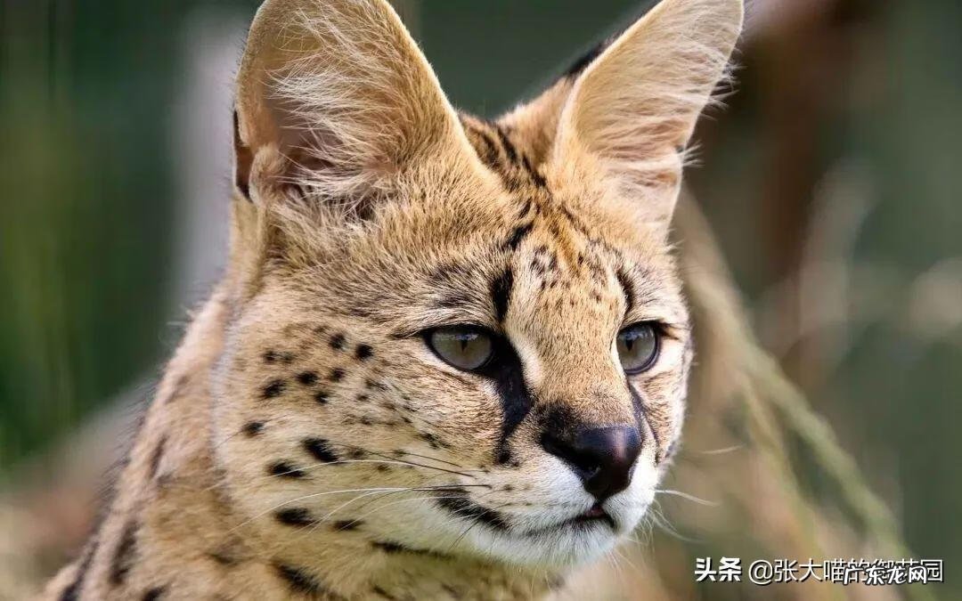 超萌小猫 迷你猫咪