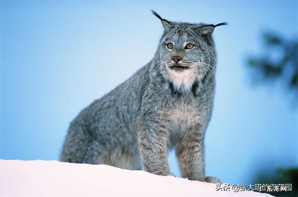 超萌小猫 迷你猫咪