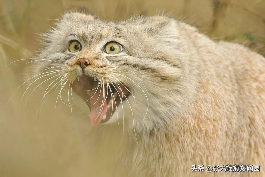 超萌小猫 迷你猫咪