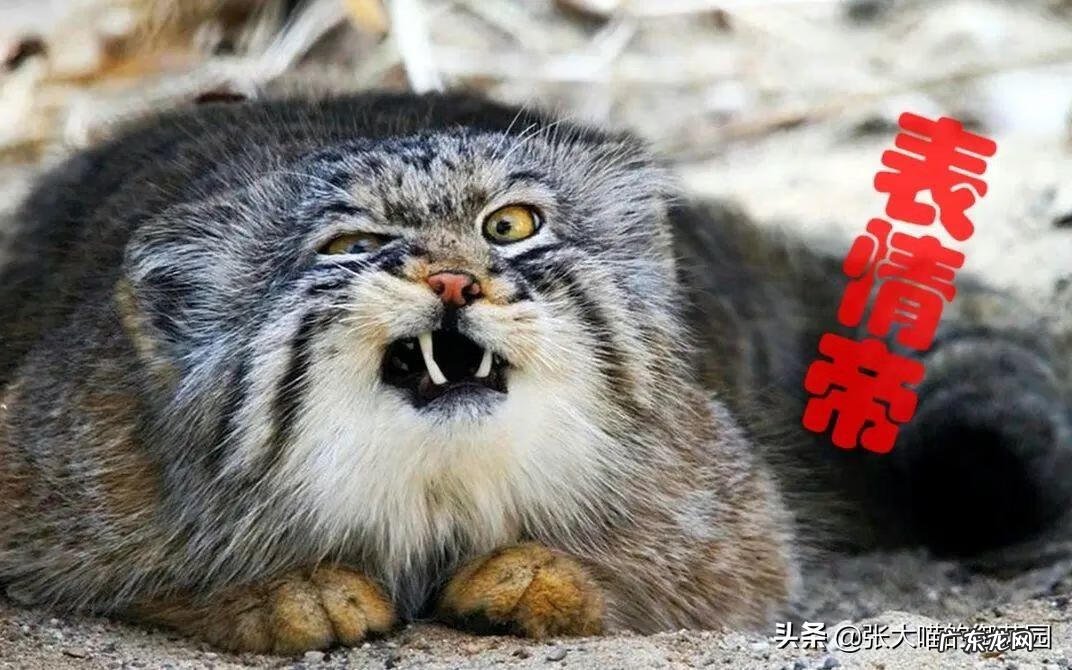 超萌小猫 迷你猫咪