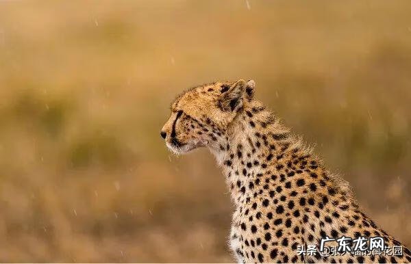 超萌小猫 迷你猫咪