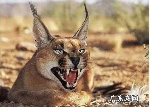 超萌小猫 迷你猫咪