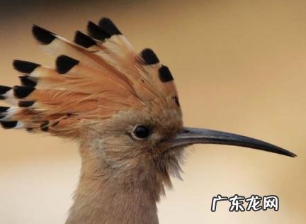 看到戴胜鸟转运 看见戴胜鸟会有好运吗