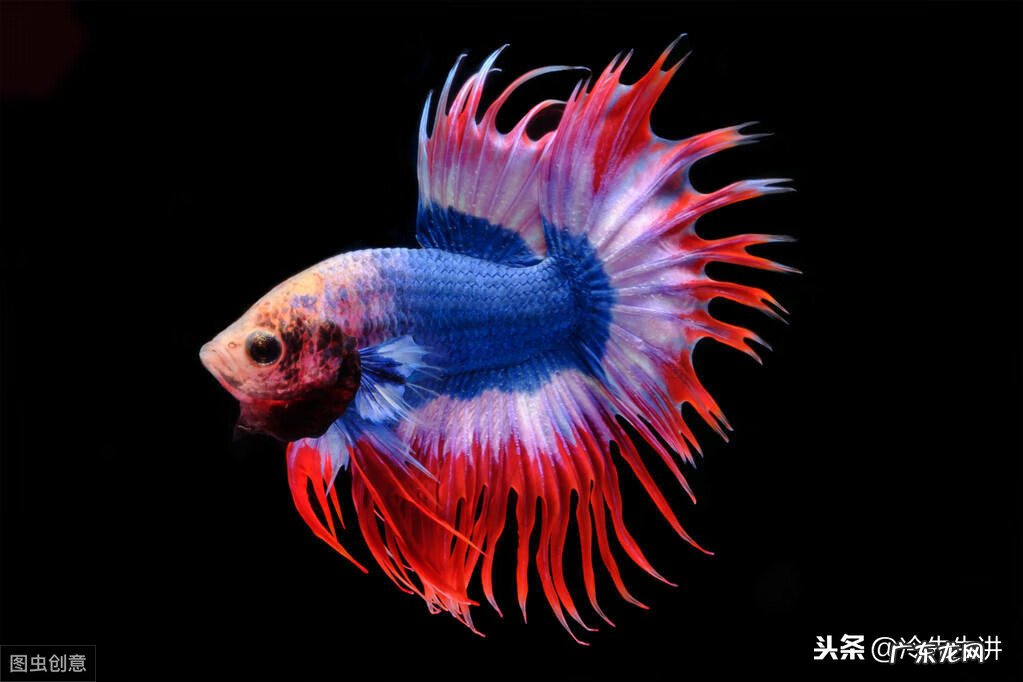 风水鱼是什么意思 风水鱼长什么样子