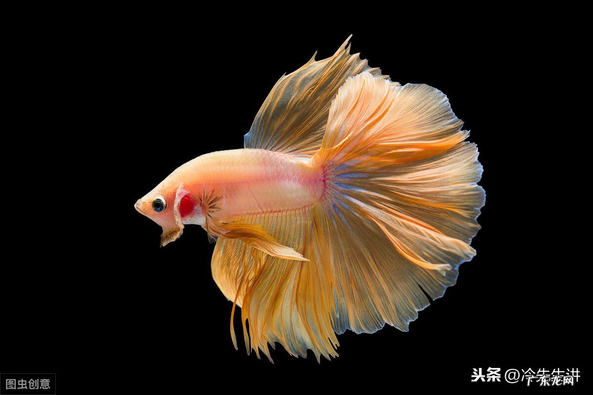 风水鱼是什么意思 风水鱼长什么样子