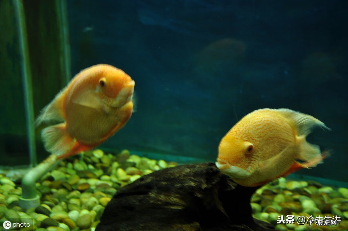 风水鱼是什么意思 风水鱼长什么样子