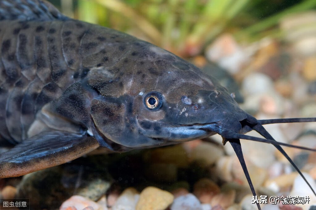 风水鱼是什么意思 风水鱼长什么样子