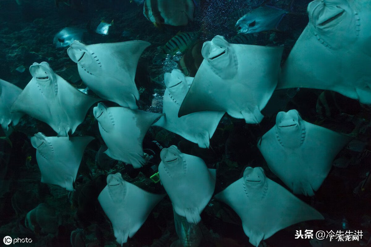 风水鱼是什么意思 风水鱼长什么样子