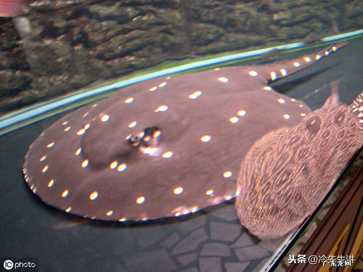 风水鱼是什么意思 风水鱼长什么样子