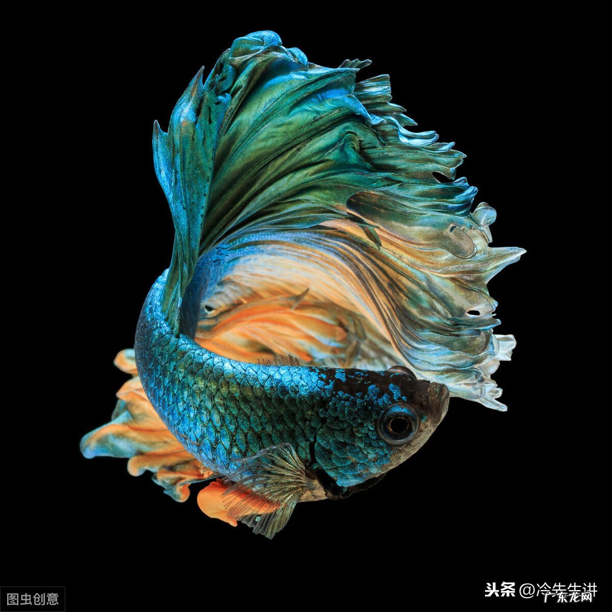 风水鱼是什么意思 风水鱼长什么样子